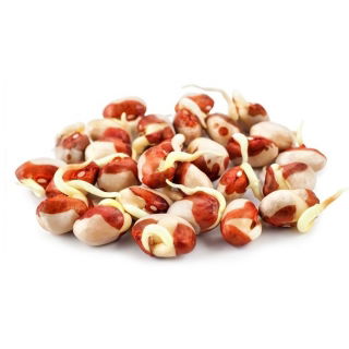 Semillas para brotes - Judía Azuki - 250 g - Brotes dulces y con sabor a nuez - Semillas frescas