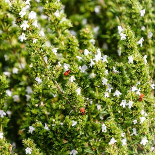 Cimbru - plantă meliferă, ecoschemă, plăți compensatorii - Satureja hortensis - 1 kg - Deliciu culinar, atractiv pentru polenizatori - Semințe proaspete