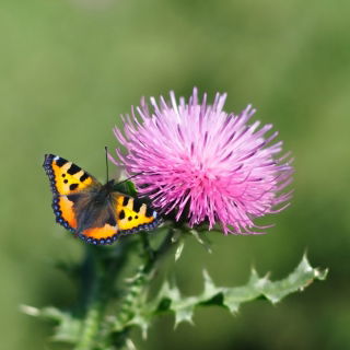 Mariadistel - honingplant - 1 kg zaden (Silybum marianum)