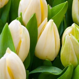 Tulip - Lemon Giant - GIGA Pack! - 250 pcs