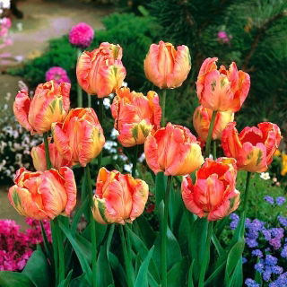 Tulip - Salmon Parrot - GIGA Pack! - 250 pcs