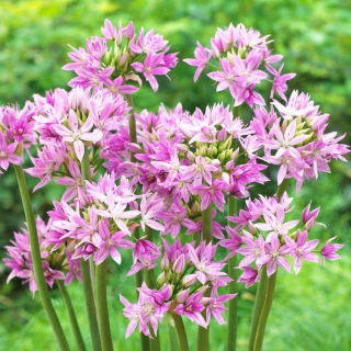 Ornamental onion - Eros - Large Pack! - 100 pcs.