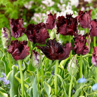 Tulip - Frozen Night - GIGA Pack! - 250 pcs