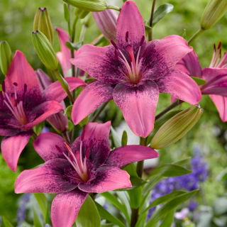 Asiatic Lily - Purple Dream - GIGA Pack! - 50 pcs.