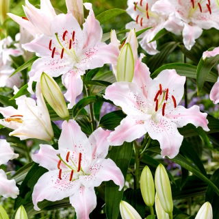 Lily - Virtuoso - Oriental, Fragrant - GIGA Pack! - 50 pcs.