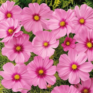 Mărarite pitice - Sensation - roz pătat - Cosmos bipinnatus - Nuanță centrală întunecată, atracție florală unică - Semințe proaspete