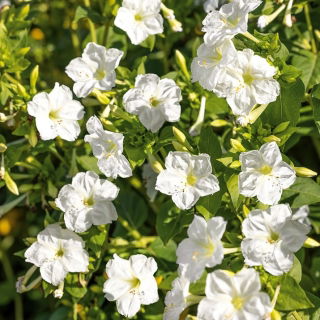 Nagy Csodatölcsér - fehér - Mirabilis jalapa - Éjjel nyíló elegancia - Friss vetőmagok