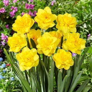Jonquille - Yellow Dream - 5 pcs