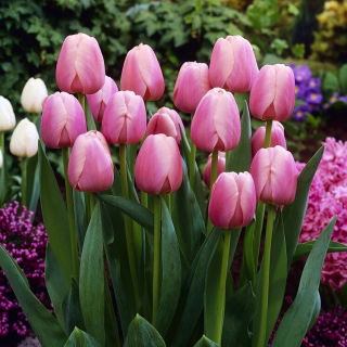 Tulip - Ollioules - Large Pack! - 50 pcs