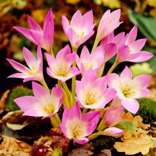 Ocún obrovský - Colchicum giganteum