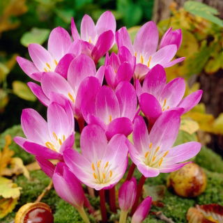 Herfstkrokus - 'Colchicum speciosum'