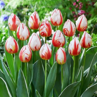 Tulipano - Happy Generation - 5 pz
