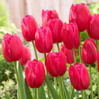 Tulip - Burgundy Lace - GIGA Pack! - 250 pcs