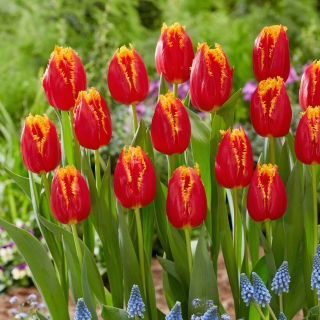 Tulipano - Fabio - 5 pz