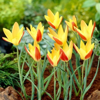 Tulipe - Tinka - 5 pcs