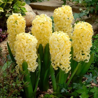 Giacinto - Yellow Queen - 3 pz.