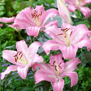 Lily - Josephine - Oriental, Fragrant
