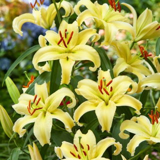 Dwarf Oriental Lily - Gold Fever