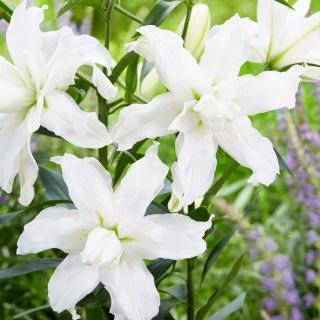 Lilie - Lotus Beauty