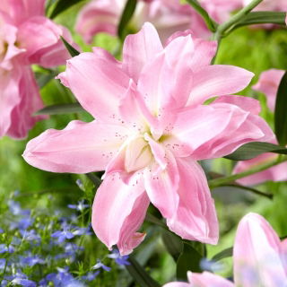 Lily - Lotus Breeze - Oriental, Double - GIGA Pack! - 50 pcs.