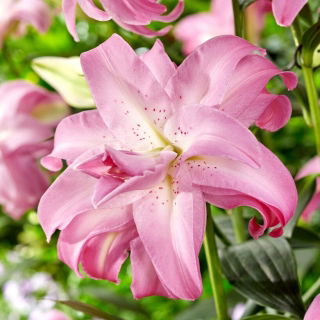 Lírio - Lotus Dream - Oriental