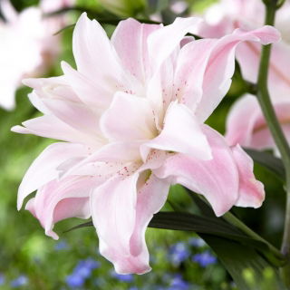 Lily - Lotus Queen - Oriental, Double