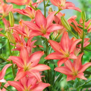 Lily - Little Kiss - Large Pack! - 10 pcs.