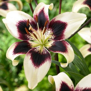 Lily - Patricia's Pride