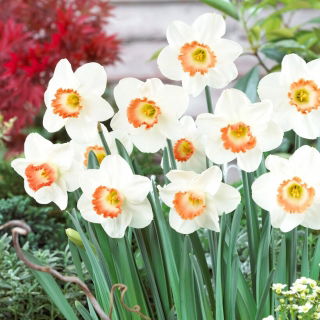 Daffodil - Pink Charm - 5 pcs