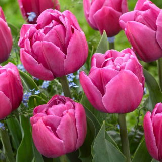 Tulpe - "Double You" - 5 Stk