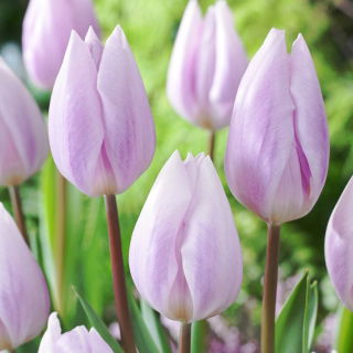 Tulip - Silver Cloud - GIGA Pack! - 250 pcs