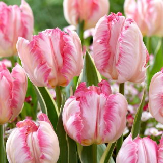 Tulip - Silver Parrot - 5 pcs