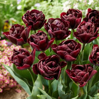 Tulip - Canyon - Large Pack! - 50 pcs
