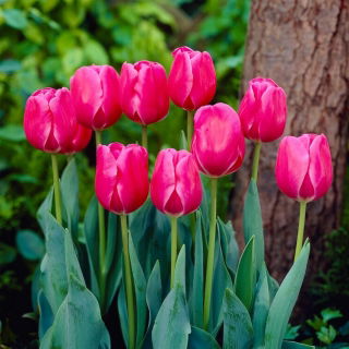 Tulipán - Carola - 5 květinových cibulek