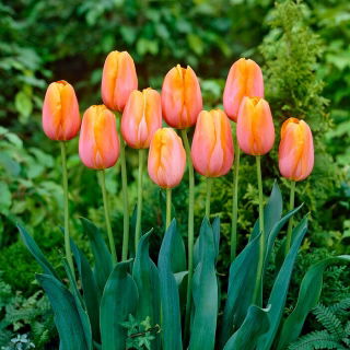 Tulip - Dordogne - GIGA Pack! - 250 pcs
