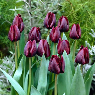 Tulip - Ronaldo - Large Pack! - 50 pcs