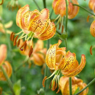Miškinė lelija - Lilium Martagon - Peppard Gold