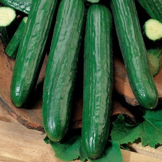 Pepino 'Orion F1' - variedad de invernadero - 5g semillas (Cucumis sativus)