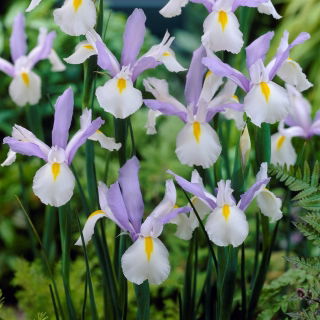 Dutch Iris Silvery Beauty - GIGA Pack! - 500 pcs.