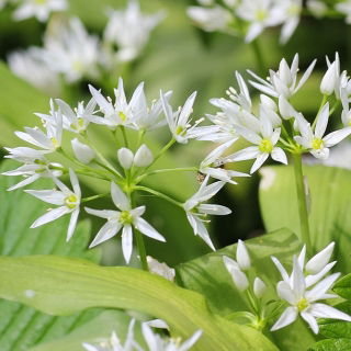 Alho-dos-ursos - pacote de 5 peças - Allium ursinum