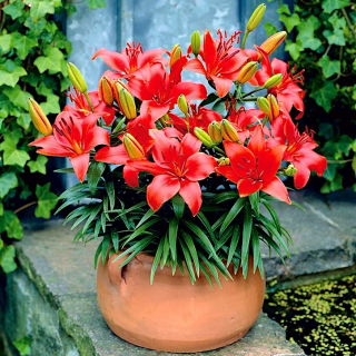Miniature Lily - Crimson Pixie - GIGA Pack! - 50 pcs.