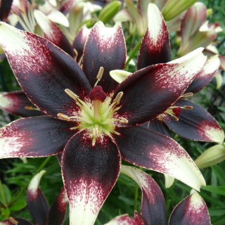 Lily - Nettys Pride - GIGA Pack! - 50 pcs.