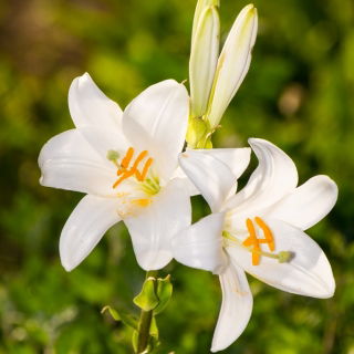 Madonna Lily - Lilia candidum - GIGA Pack! - 50 pcs.