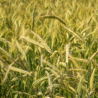 Vinter rug til efterkrop - 1000 g - Secale - frø