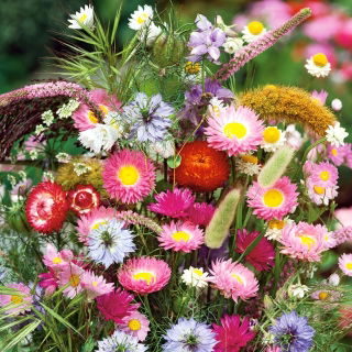 Amestec pentru buchete uscate - Creare de aranjamente florale spectaculoase - Semințe proaspete