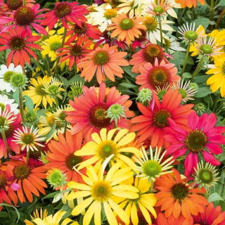 Echinacea - Miscuglio - Fiori vivaci: magnete per api e farfalle - Semi Freschi