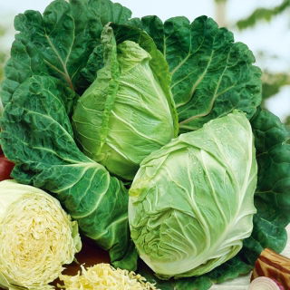 Weißkraut, Weißkohl, Spitzkraut - Cuor di bue grosso - Perfekter Kohl zum Kochen und mehr - Samen