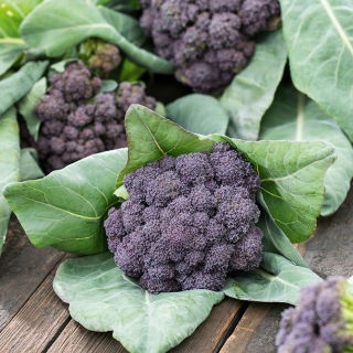 Брокколі Насіння Міранди - Brassica oleracea - 300 насінин - Brassica oleracea L. var. italica Plenck - насіння