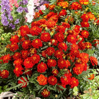 Aksamietnica rozložitá 'Red Cherry' (Tagetes patula)