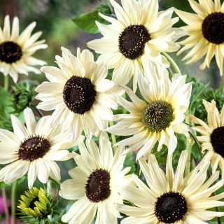 Miniatyrsolros - Italian White - Helianthus debilis - Krämigt gula blommor - Färska frön